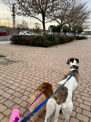 Paseo y Guardería de mascotas   Pozuelo-Aravaca