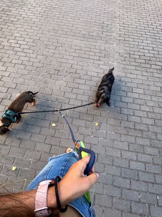 Paseo y Guardería de mascotas   Pozuelo-Aravaca