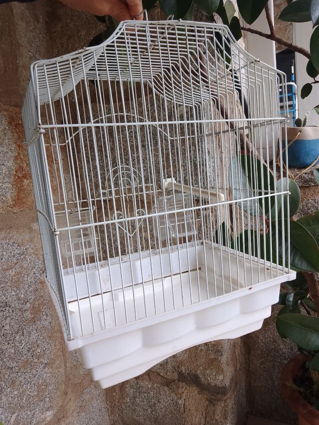 jaula pájaros