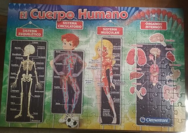 Juego "El cuerpo humano"
