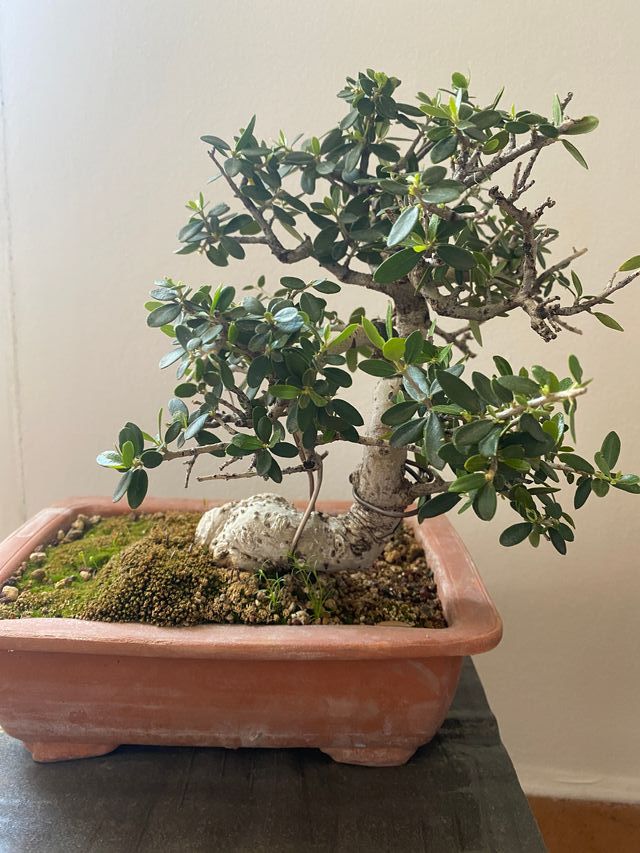 Bonsai de acebuche