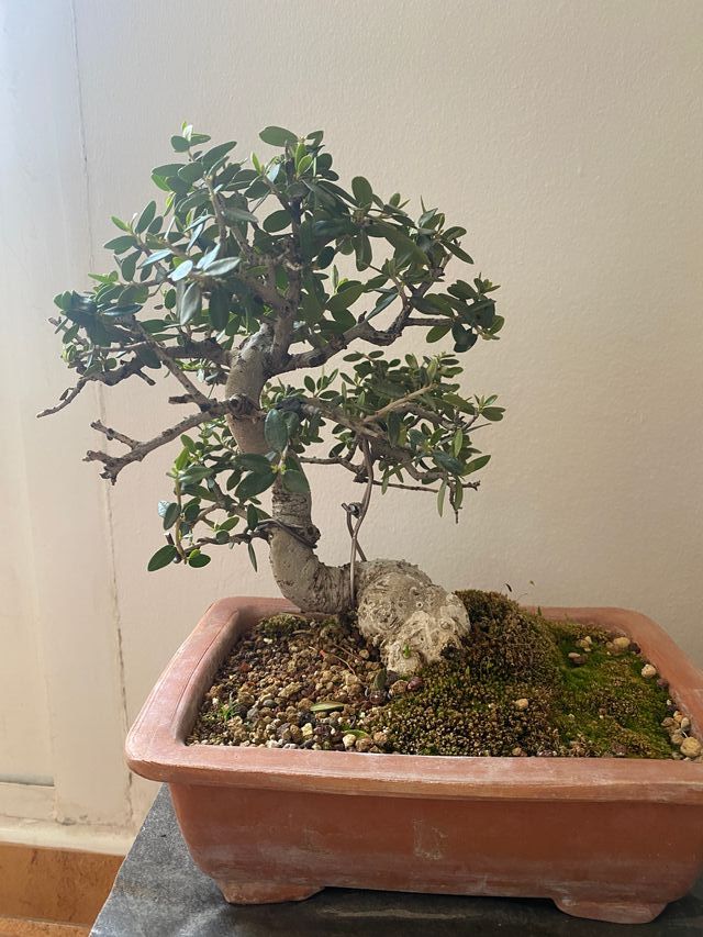 Bonsai de acebuche