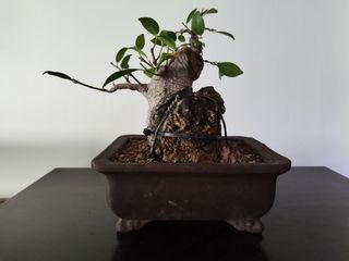 bonsai ficus