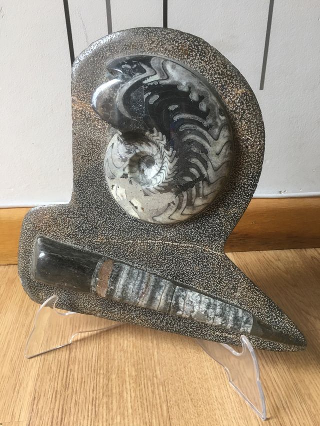 Fósil ammonites y orthoceras