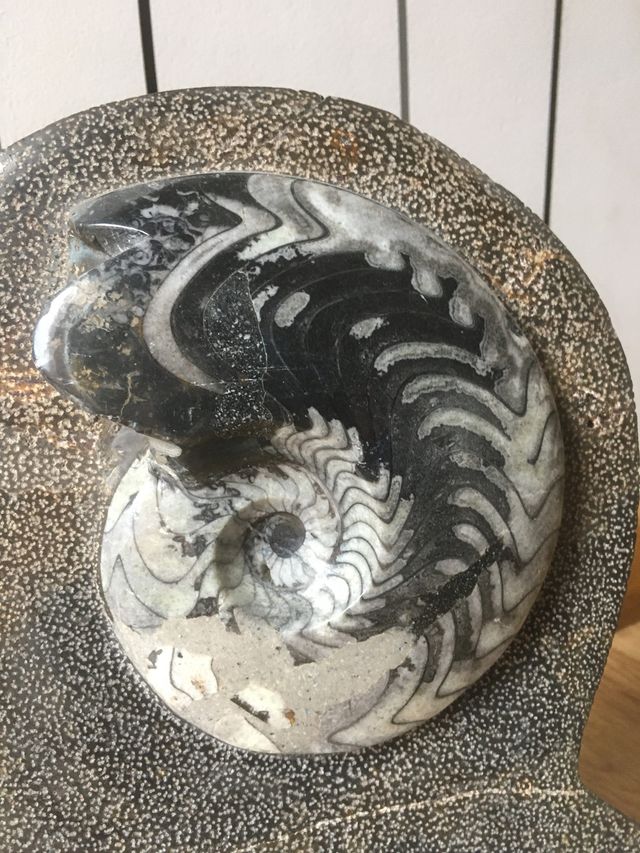 Fósil ammonites y orthoceras