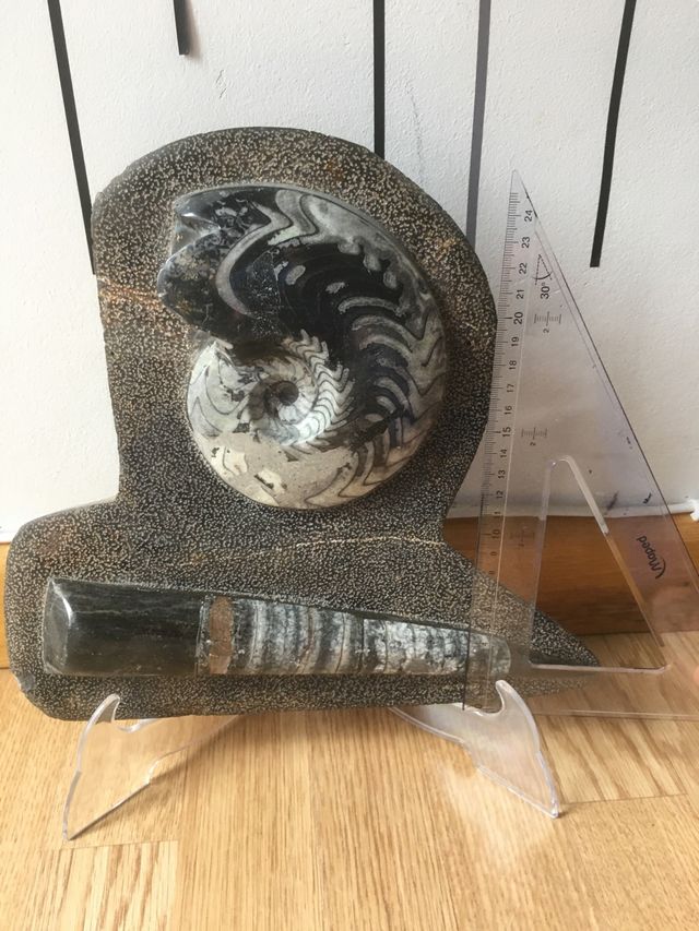 Fósil ammonites y orthoceras