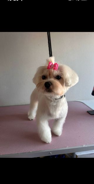 PELUQUERIA CANINA 