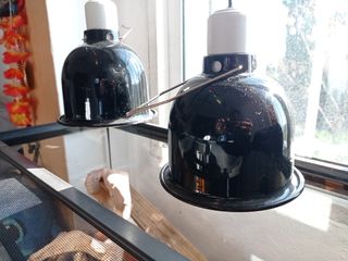 Focos terrarios reptil