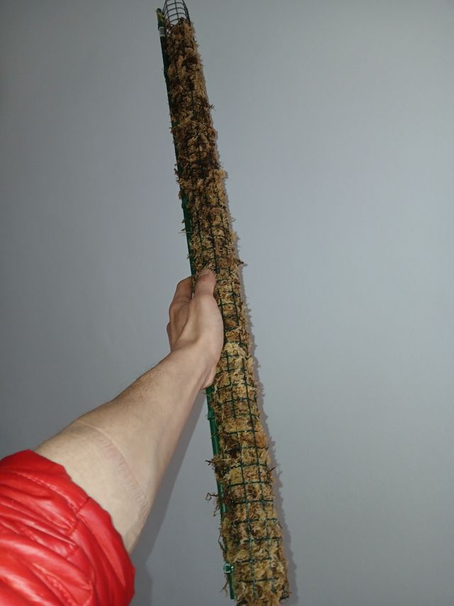 Tutor Musgo sphagnum