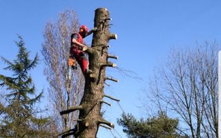TALA DE PINOS, PODA, PALMERAS Y ARBOLES EN GENERAL