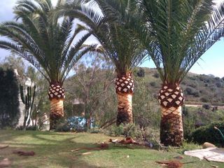 TALA DE PINOS, PODA, PALMERAS Y ARBOLES EN GENERAL