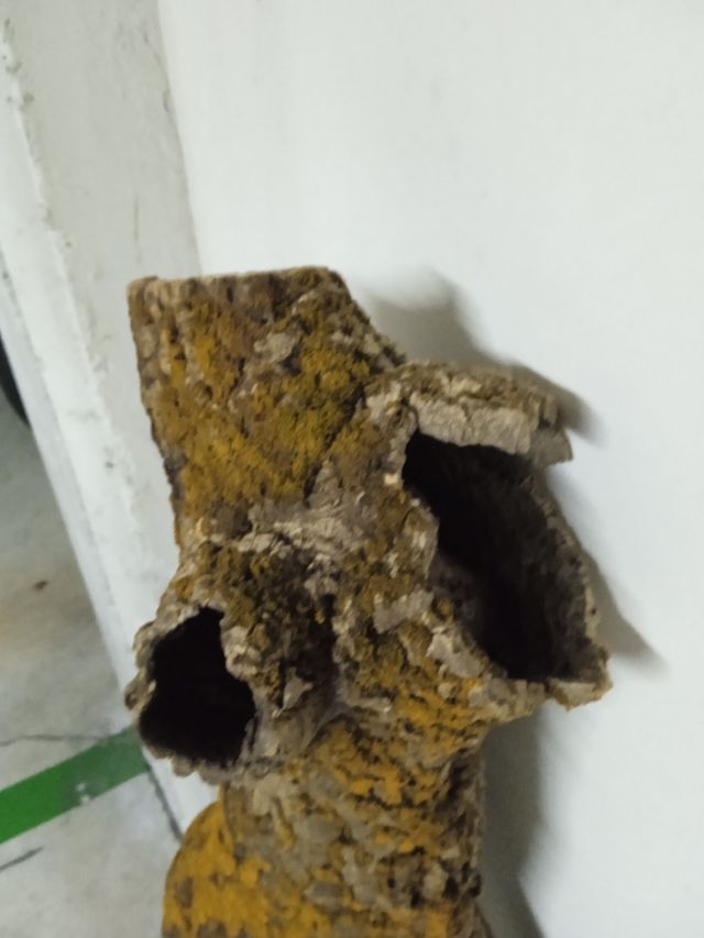 corteza de corcho entera tipo árbol