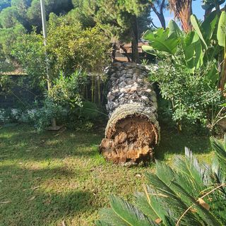 Limpieza de parcelas y podas