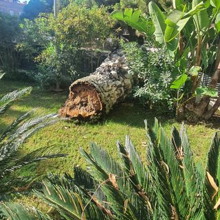 Limpieza de parcelas y podas