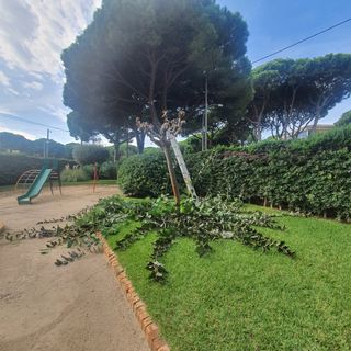 Limpieza de parcelas y podas