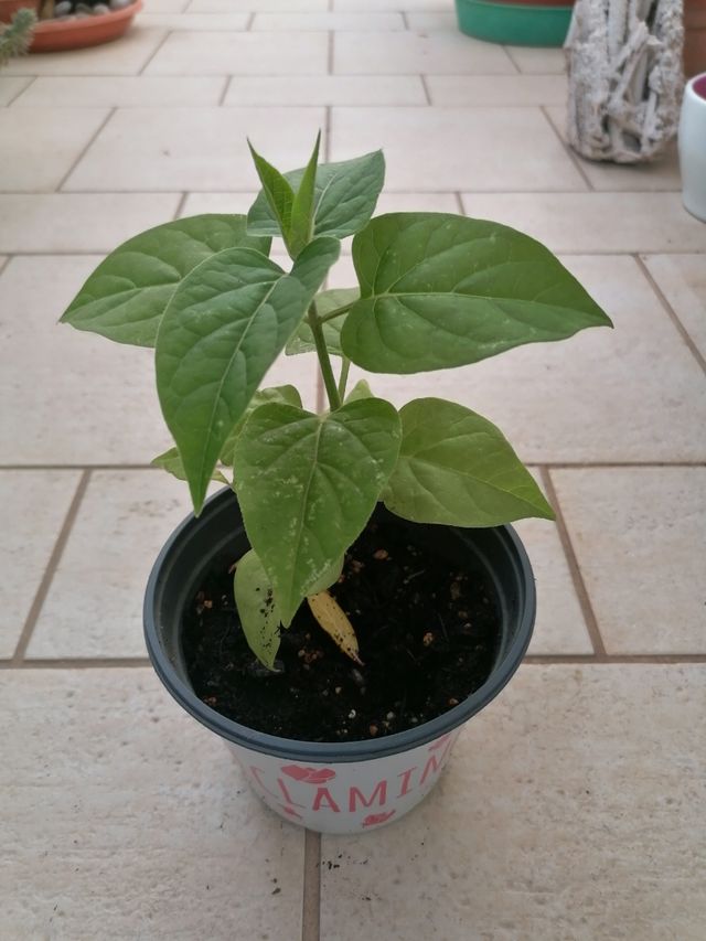 Piantina bella di notte o Mirabilis Jalapa