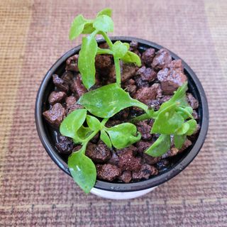 PLANTA APTENIA CORDIFOLIA