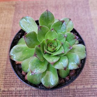 PLANTA SUCULENTA SIEMPREVIVA