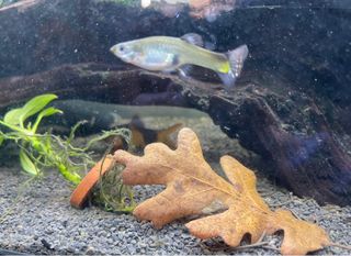 Pack Botánicos - Acuario Biotopo