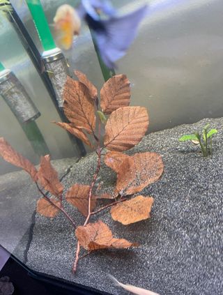 Pack Botánicos - Acuario Biotopo