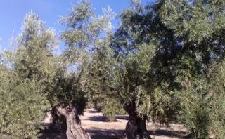 Olivar