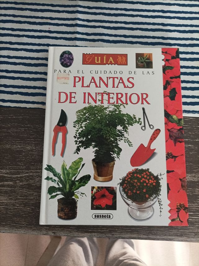Piante da interno