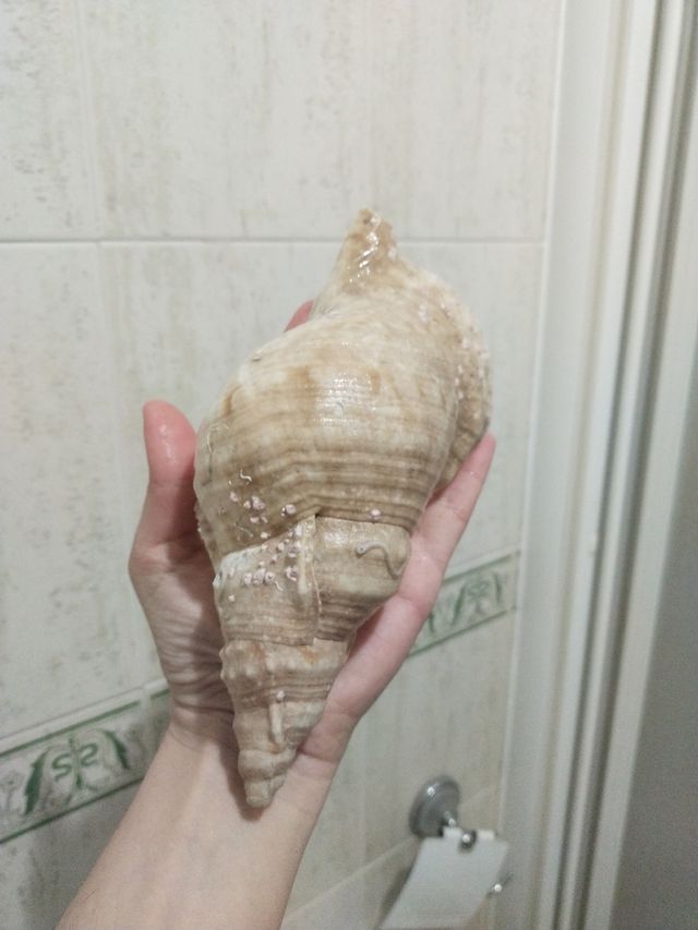 caracolas precio unidad