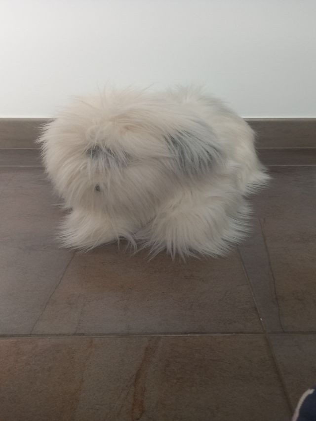Perro de peluche