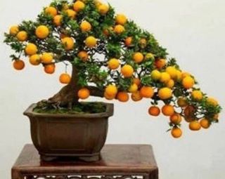 10 semillas bonsai Naranjo