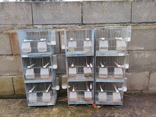 Jaulas pájaros remolque 