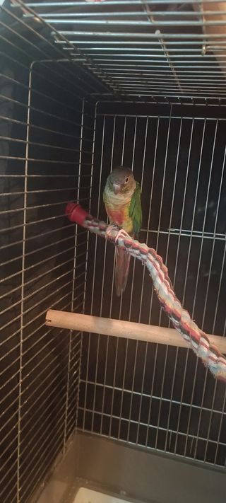 cuidadora de mascotas