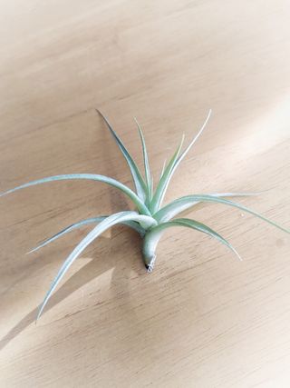 Tillandsia, clavel de aire
