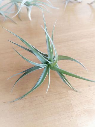 Tillandsia, clavel de aire