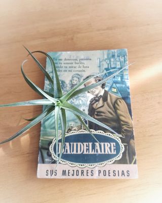 Tillandsia, clavel de aire