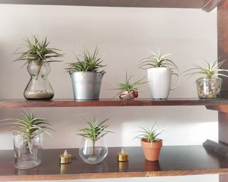 Tillandsia, clavel de aire