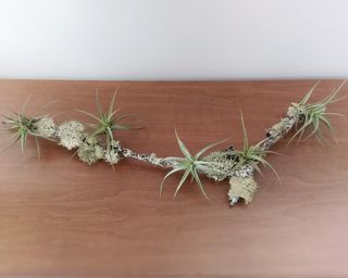 Tillandsia, clavel de aire