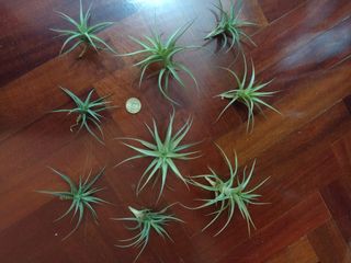 Tillandsia, clavel de aire