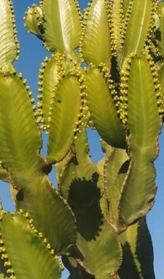 Esquejes de euphorbia candelabro