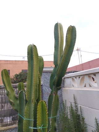 Esquejes de euphorbia candelabro
