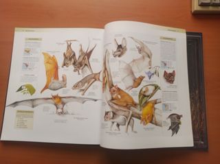 Enciclopedia de los animales- mamiferos I