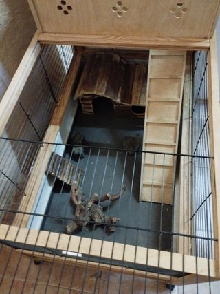jaula roedores