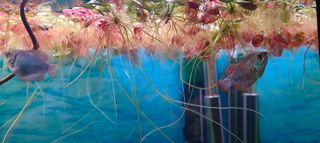 Plantas Flotantes Acuario Estanque - OFERTAS