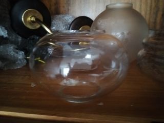 Tulipa antigua Cristal