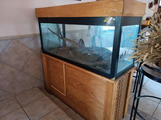 Acuario y terrario