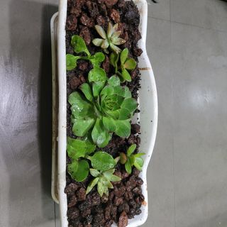 JARRA CRISTAL CAFETERA