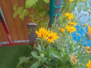 JARRA CRISTAL CAFETERA