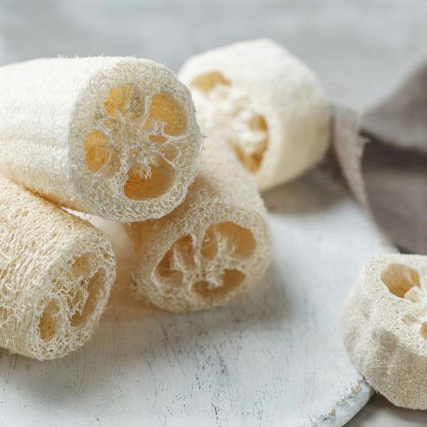 Semillas de ESPONJA VEGETAL / Luffa