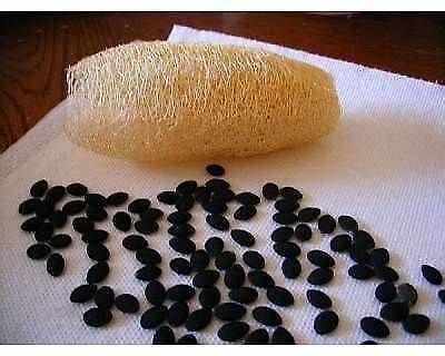 Semillas de ESPONJA VEGETAL / Luffa