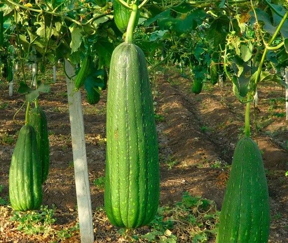 Semillas de ESPONJA VEGETAL / Luffa