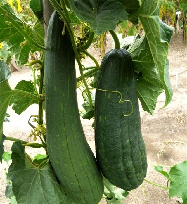 Semillas de ESPONJA VEGETAL / Luffa